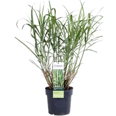 Miscanthus sinensis Strictus_02.png