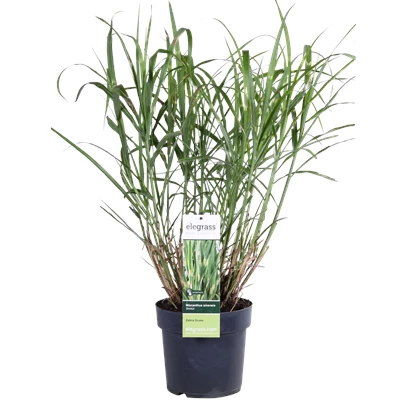 Miscanthus sinensis Strictus_02.png