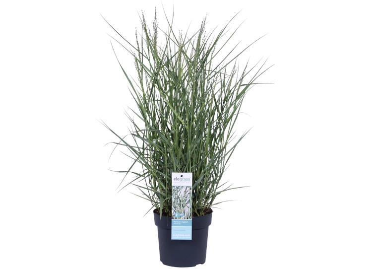 Panicum virgatum Prairie Sky_02.png