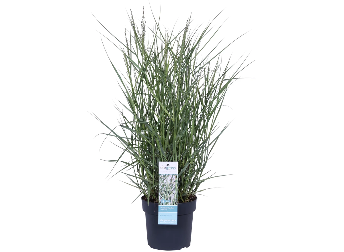 Panicum virgatum Prairie Sky_02.png