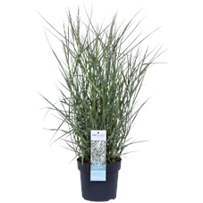 Panicum virgatum Prairie Sky_02.png