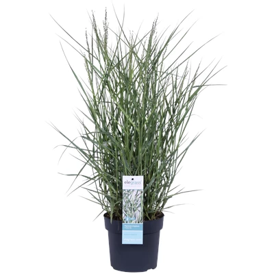 Panicum virgatum Prairie Sky_02.png