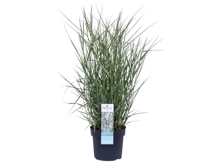 Panicum virgatum Prairie Sky_02.png