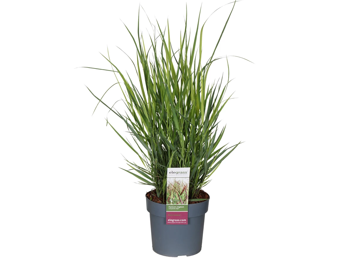 Panicum-virgatum-Cheyenne-Sky_6hcc4t.jpg