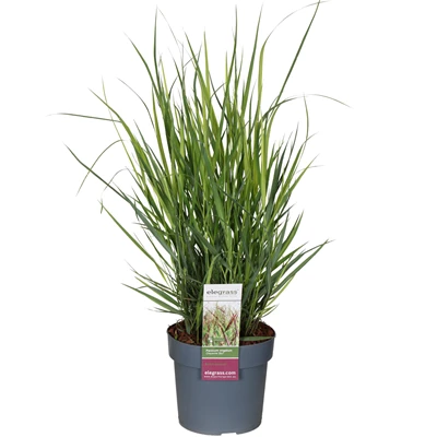 Panicum-virgatum-Cheyenne-Sky_6hcc4t.jpg