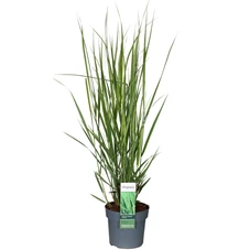 Panicum-virgatum-Northwind_xjukhq.jpg