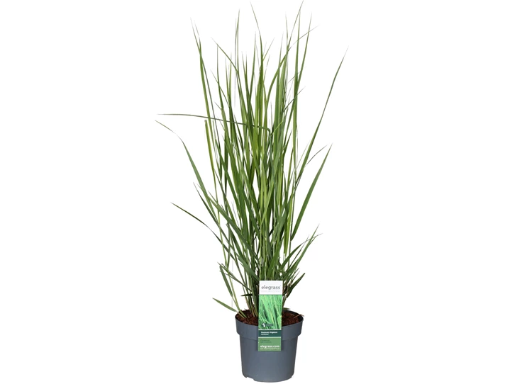 Panicum-virgatum-Northwind_xjukhq.jpg