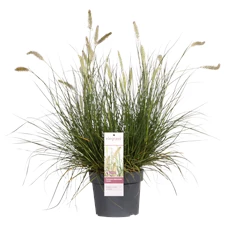 PEALHAME19PT_plant.png