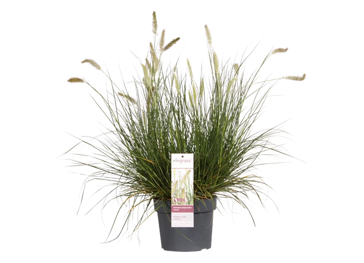 PEALHAME19PT_plant.png
