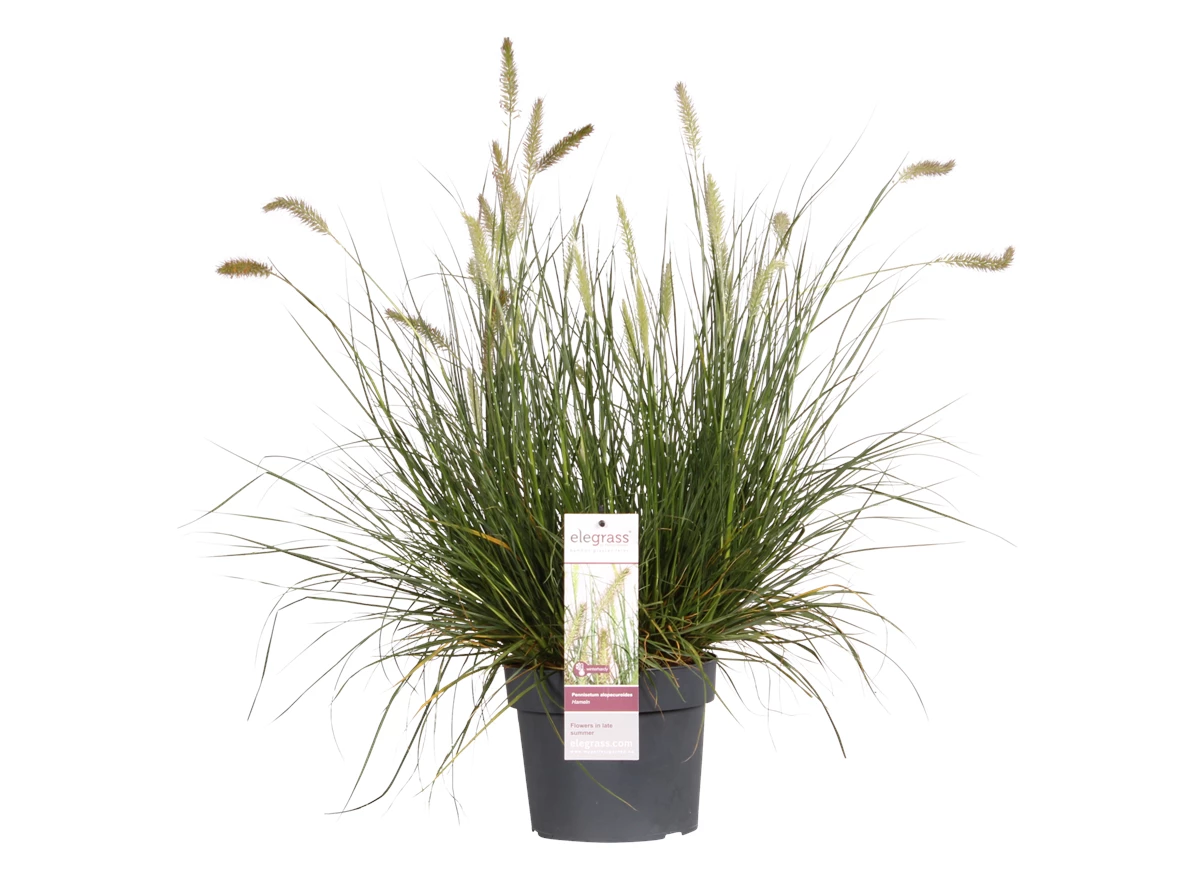 PEALHAME19PT_plant.png