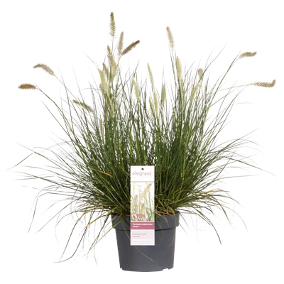 PEALHAME19PT_plant.png