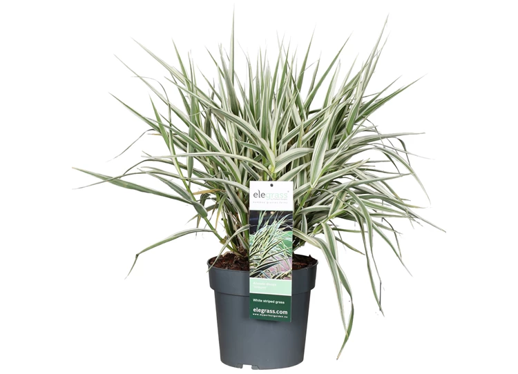 Arundo-donax-Variegata.jpg