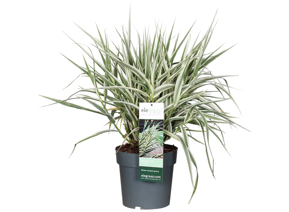 Arundo-donax-Variegata.jpg