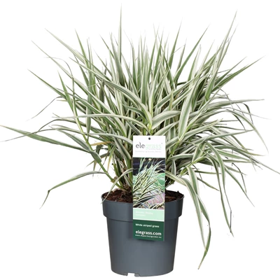 Arundo-donax-Variegata.jpg