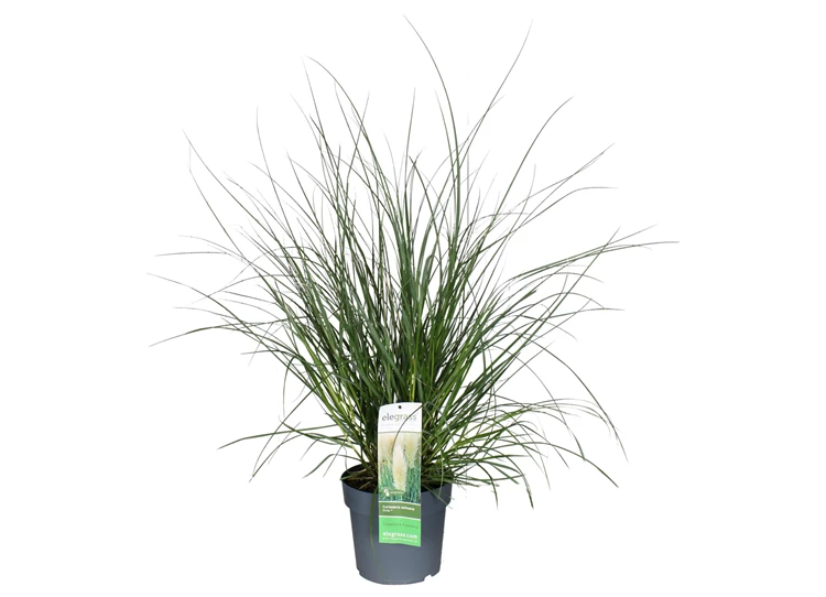 Cortaderia-selloana-Evita.jpg