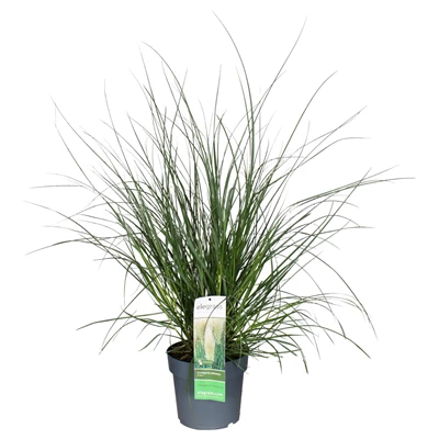 Cortaderia-selloana-Evita.jpg
