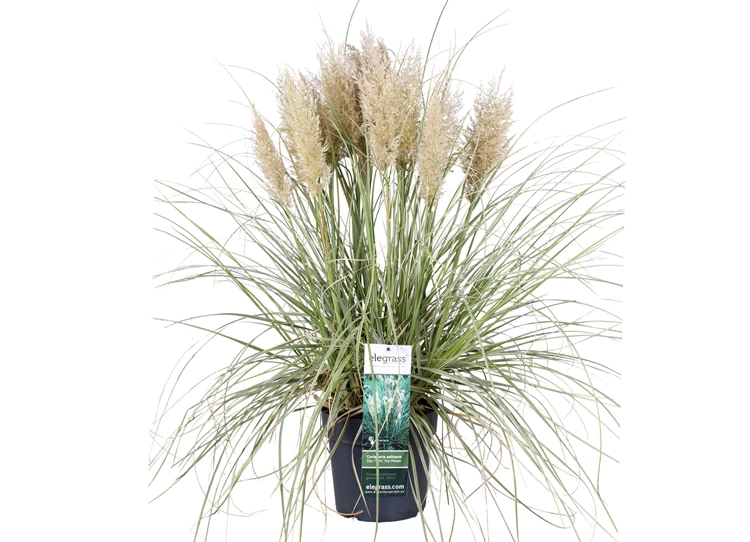 Cortaderia-Tiny-Pampa-pluim-2.jpg
