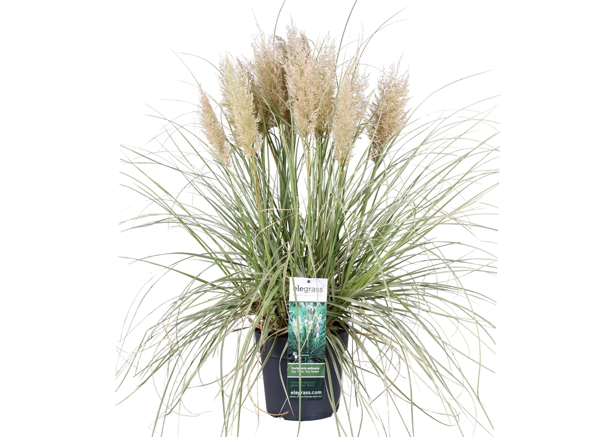 Cortaderia-Tiny-Pampa-pluim-2.jpg