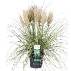 Cortaderia-Tiny-Pampa-pluim-2.jpg