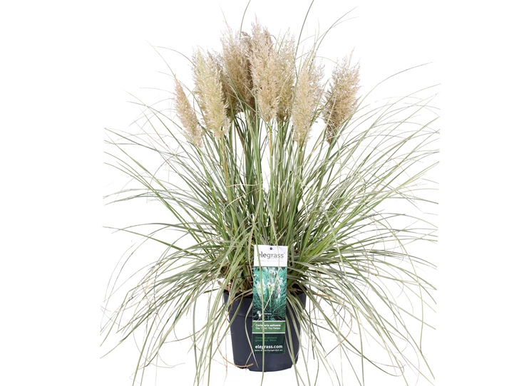 Cortaderia-Tiny-Pampa-pluim-2.jpg