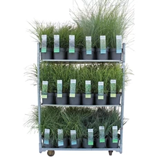 grassen mix cc 1.jpg