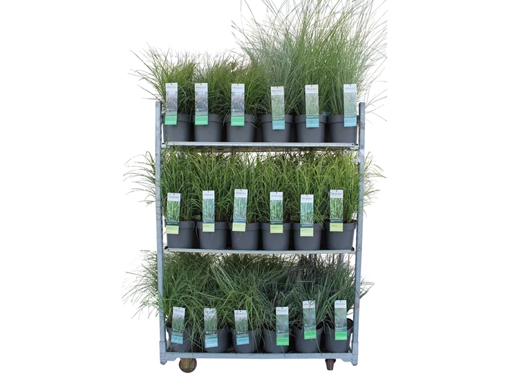 grassen mix cc 1.jpg