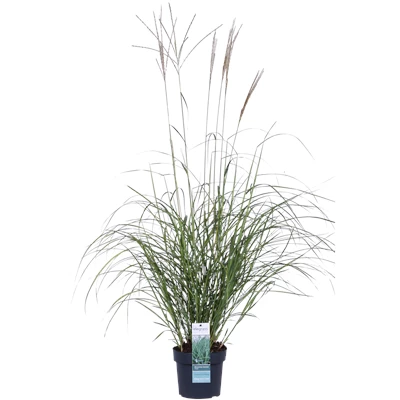 Miscanthus sinensis Adagio_01 (1).png