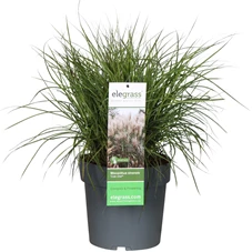 Miscanthus-sinensis-Cute-One.jpg