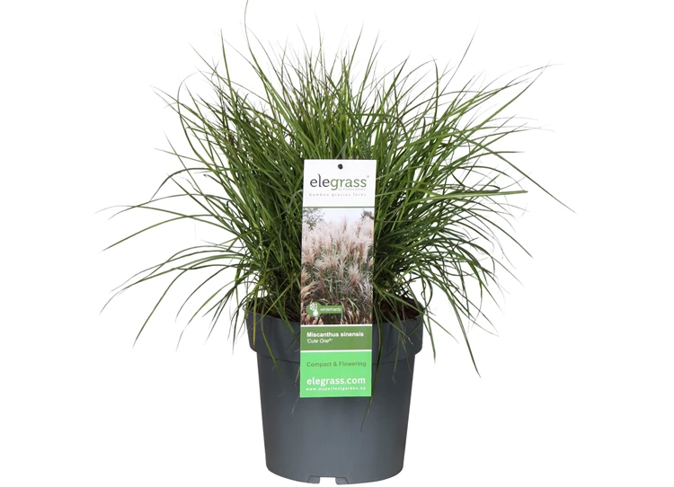 Miscanthus-sinensis-Cute-One.jpg