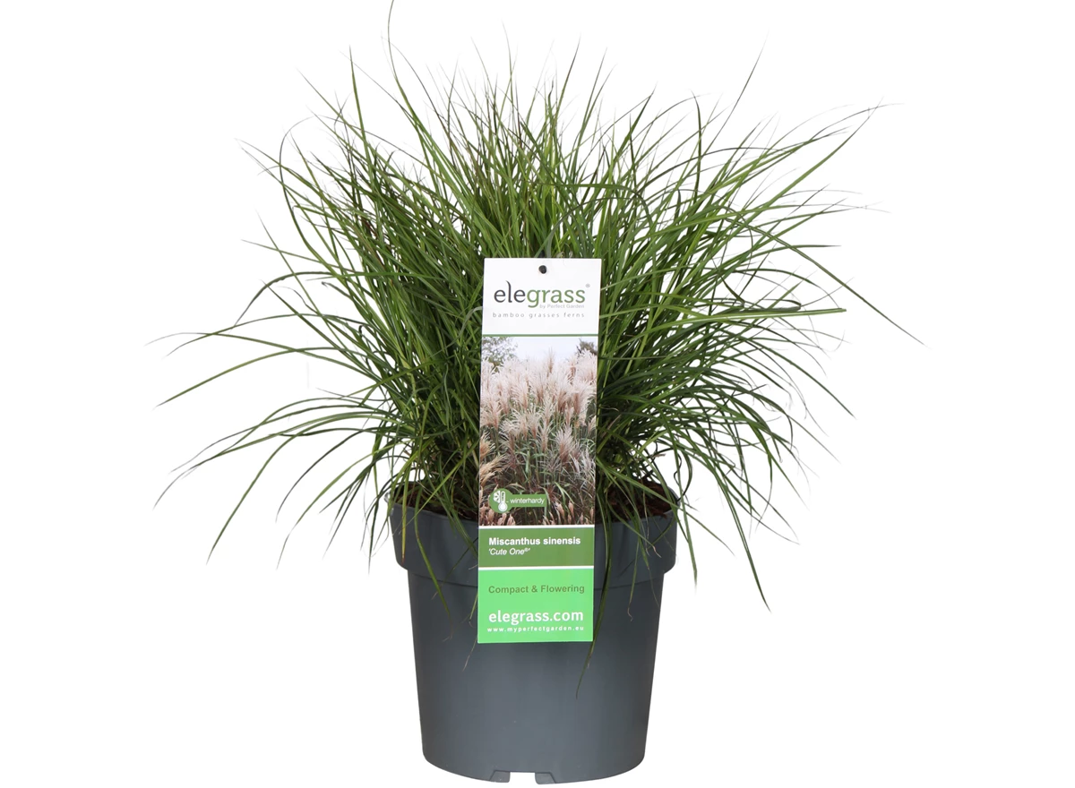 Miscanthus-sinensis-Cute-One.jpg