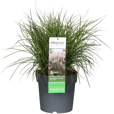 Miscanthus-sinensis-Cute-One.jpg