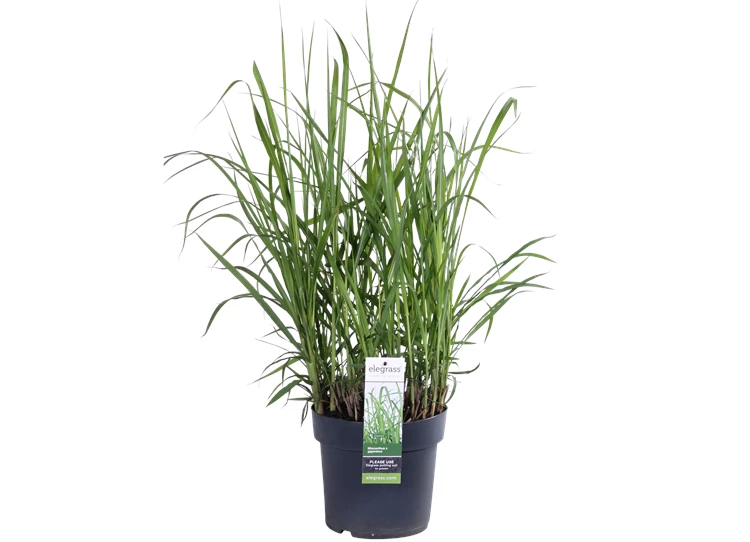 Miscanthus sinensis Giganteus_02.png