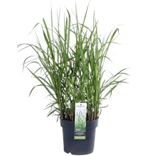 Miscanthus sinensis Giganteus_02.png