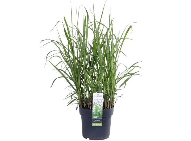 Miscanthus sinensis Giganteus_02.png