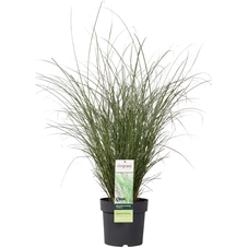 Miscanthus sinensis Gracillimus _01.jpg