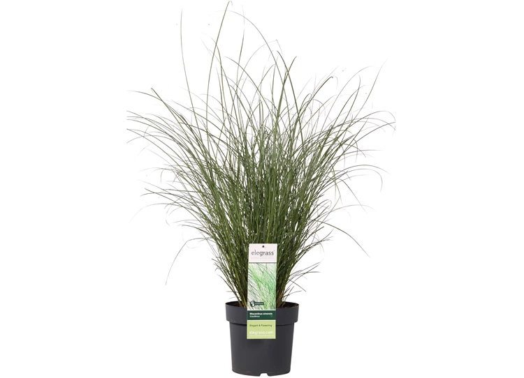 Miscanthus sinensis Gracillimus _01.jpg