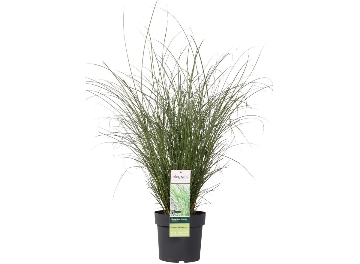Miscanthus sinensis Gracillimus _01.jpg