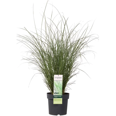 Miscanthus sinensis Gracillimus _01.jpg