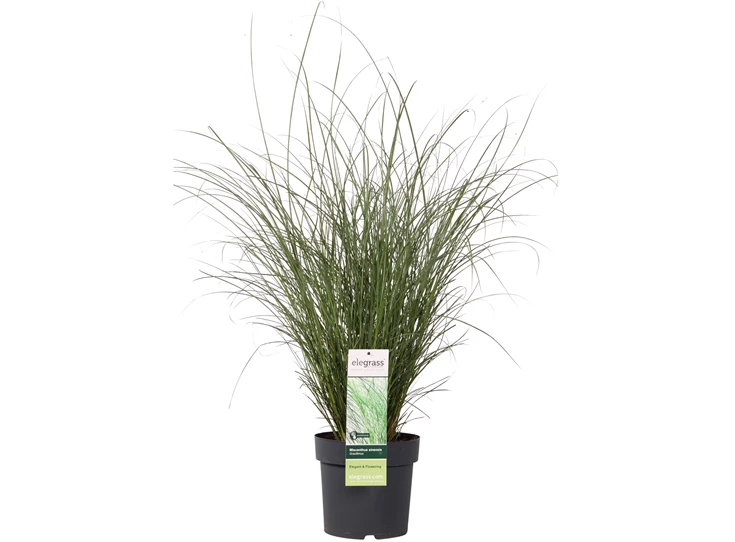 Miscanthus sinensis Gracillimus _01.jpg