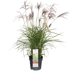 Miscanthus-sinensis-Malepartus-bloei.jpg