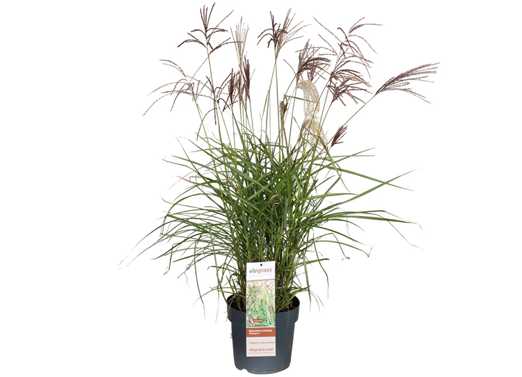 Miscanthus-sinensis-Malepartus-bloei.jpg