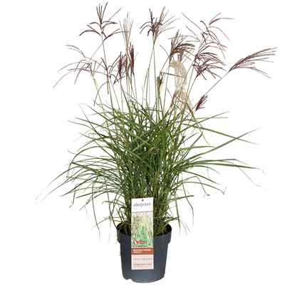 Miscanthus-sinensis-Malepartus-bloei.jpg