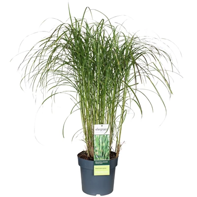 Miscanthus-sinensis-Strictus-Dwarf.jpg