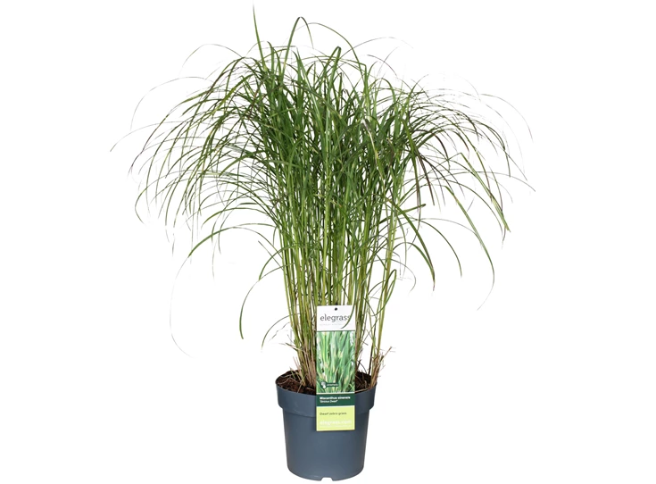 Miscanthus-sinensis-Strictus-Dwarf.jpg