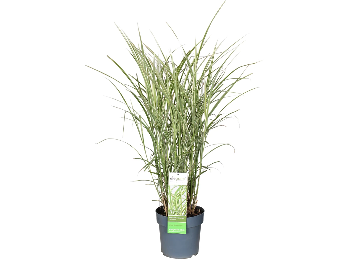 Miscanthus-sinensis-Variegatus_fgx9fr.jpg