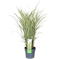 Miscanthus-sinensis-Variegatus_fgx9fr.jpg