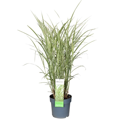 Miscanthus-sinensis-Variegatus_fgx9fr.jpg