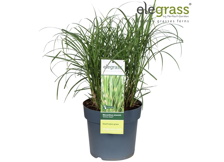 Miscanthus-Strictus-Dwarf L.jpg