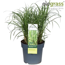 Miscanthus-Strictus-Dwarf L.jpg