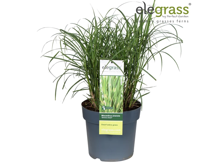 Miscanthus-Strictus-Dwarf L.jpg